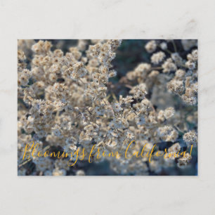 Bloomings aus Kalifornien: Kalifornien Everlasting Postkarte