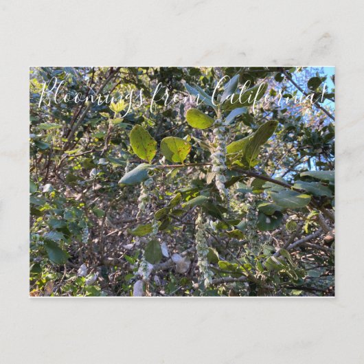 Bloomings aus Kalifornien: Küste Seide Tassel Post Postkarte (Vorderseite)