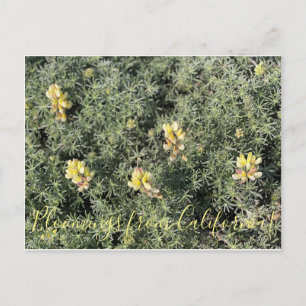 Bloomings aus Kalifornien: Lupine an der Küste Postkarte