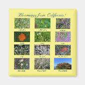 Bloomings aus Kalifornien! Magnet (Vorne)