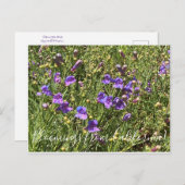 Bloomings aus Kalifornien: Margarita Bop Penstemon Postkarte (Vorne/Hinten)