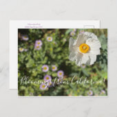 Bloomings aus Kalifornien: Matilija Poppy Postcard Postkarte (Vorne/Hinten)