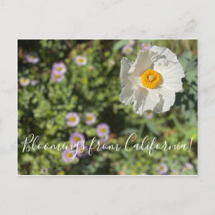 Bloomings aus Kalifornien: Matilija Poppy Postcard Postkarte