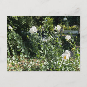 Bloomings aus Kalifornien: Matilija Poppy Postkarte