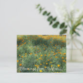 Bloomings aus Kalifornien: May-Poppies Postkarte (Stehend Vorderseite)