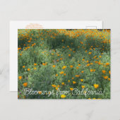 Bloomings aus Kalifornien: May-Poppies Postkarte (Vorne/Hinten)
