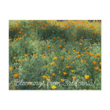 Bloomings aus Kalifornien: May-Poppies