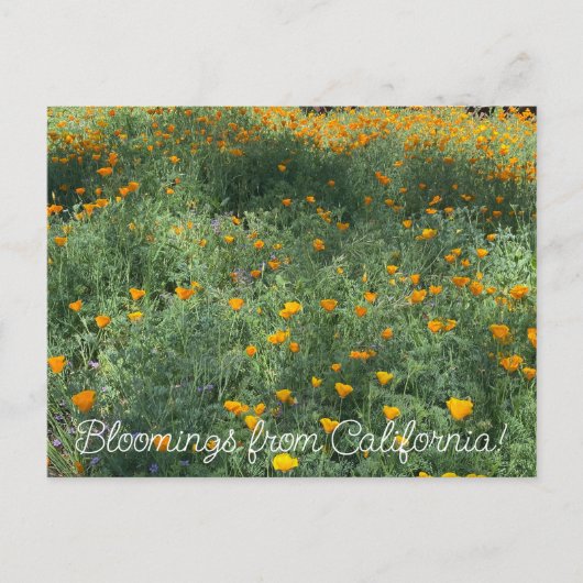 Bloomings aus Kalifornien: May-Poppies Postkarte (Vorderseite)