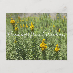 Bloomings aus Kalifornien: Meadow Goldenrod Postkarte