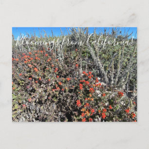 Bloomings aus Kalifornien: Monterey Paintbrush Pos Postkarte