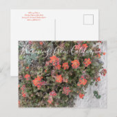 Bloomings aus Kalifornien: Monterey Paintbrush Postkarte (Vorne/Hinten)