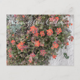 Bloomings aus Kalifornien: Monterey Paintbrush Postkarte