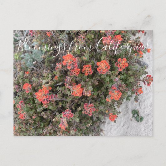 Bloomings aus Kalifornien: Monterey Paintbrush Postkarte (Vorderseite)