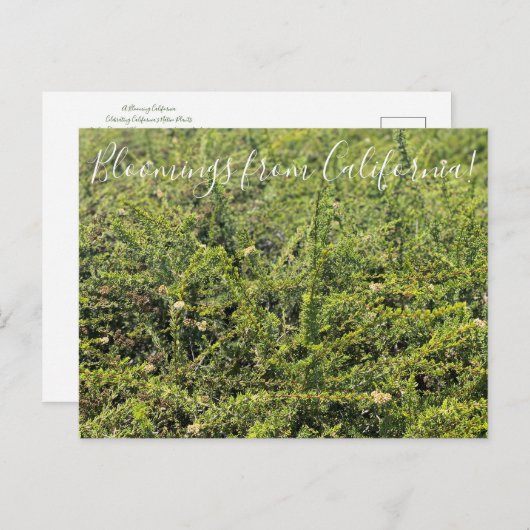 Bloomings aus Kalifornien: Nicolas Chamise Postcar Postkarte (Vorne/Hinten)