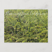 Bloomings aus Kalifornien: Nicolas Chamise Postcar Postkarte (Vorderseite)