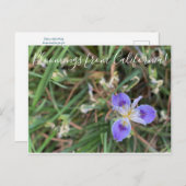 Bloomings aus Kalifornien: Pacific Iris Sea Gal Postkarte (Vorne/Hinten)