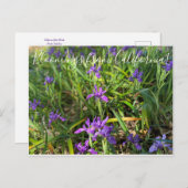 Bloomings aus Kalifornien: Pazifikküste - Iris Pos Postkarte (Vorne/Hinten)