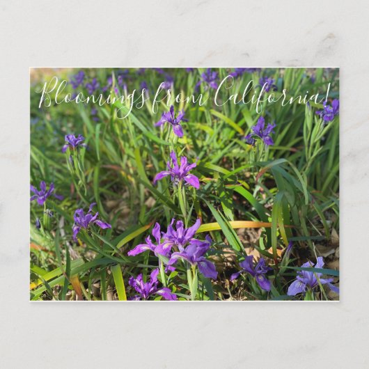 Bloomings aus Kalifornien: Pazifikküste - Iris Pos Postkarte (Vorderseite)