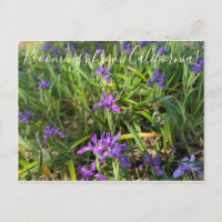 Bloomings aus Kalifornien: Pazifikküste Iris