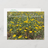 Bloomings aus Kalifornien: Pazifischer Gumweed Postkarte (Vorne/Hinten)