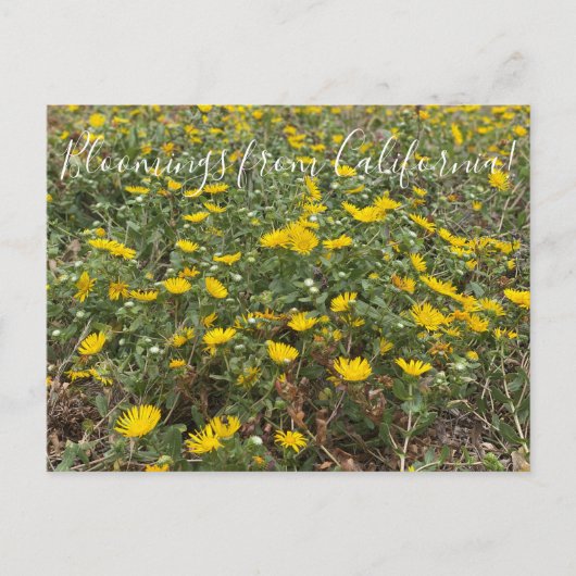 Bloomings aus Kalifornien: Pazifischer Gumweed Postkarte (Vorderseite)
