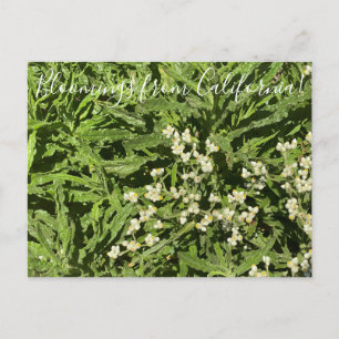 Bloomings aus Kalifornien: Pearly Everlasting Postkarte