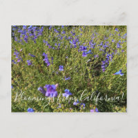 Bloomings aus Kalifornien: Penstemon Margarita BOP