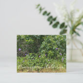 Bloomings aus Kalifornien! Postkarte (Stehend Vorderseite)