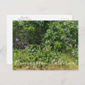 Bloomings aus Kalifornien! Postkarte (Vorne/Hinten)