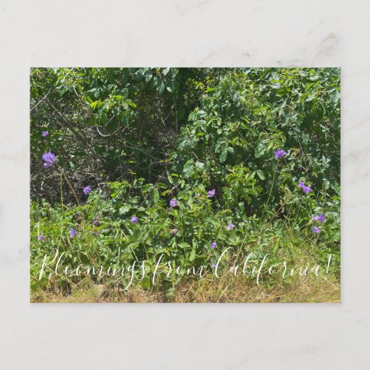 Bloomings aus Kalifornien! Postkarte (Vorderseite)