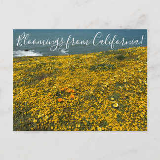 Bloomings aus Kalifornien! Postkarte