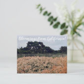 Bloomings aus Kalifornien! Postkarte (Stehend Vorderseite)