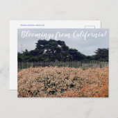 Bloomings aus Kalifornien! Postkarte (Vorne/Hinten)