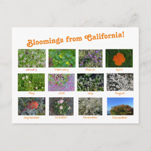 Bloomings aus Kalifornien! Postkarte