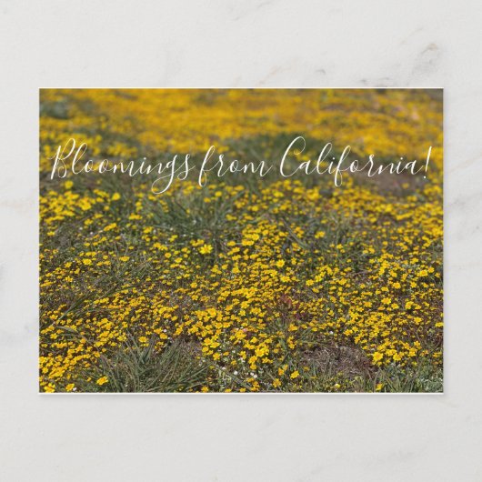 Bloomings aus Kalifornien! Postkarte (Vorderseite)