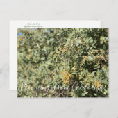 Bloomings aus Kalifornien: Quail Bush Postcard Postkarte (Vorne/Hinten)