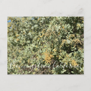 Bloomings aus Kalifornien: Quail Bush Postcard Postkarte