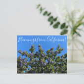 Bloomings aus Kalifornien: Ray Hartman Ceanothus P Postkarte (Stehend Vorderseite)