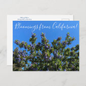 Bloomings aus Kalifornien: Ray Hartman Ceanothus P Postkarte (Vorne/Hinten)