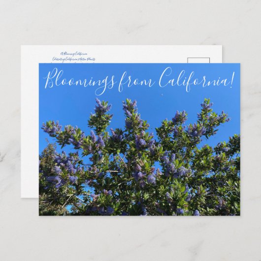 Bloomings aus Kalifornien: Ray Hartman Ceanothus P Postkarte (Vorne/Hinten)