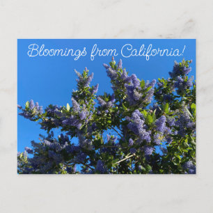 Bloomings aus Kalifornien: Ray Hartman Ceanothus Postkarte