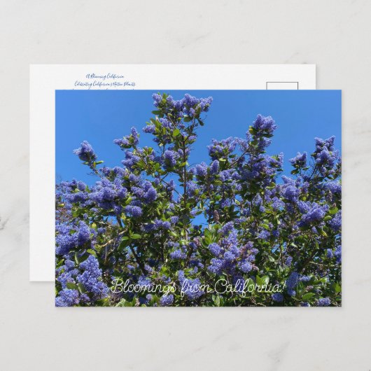 Bloomings aus Kalifornien: Ray Hartman Ceanothus Postkarte (Vorne/Hinten)