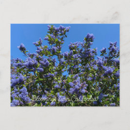 Bloomings aus Kalifornien: Ray Hartman Ceanothus Postkarte