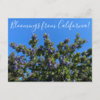 Bloomings aus Kalifornien: Ray Hartman Ceanothus