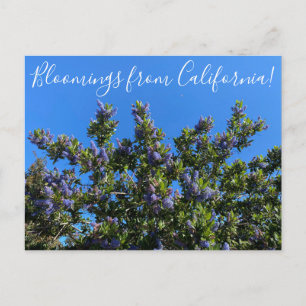 Bloomings aus Kalifornien: Ray Hartman Ceanothus Postkarte