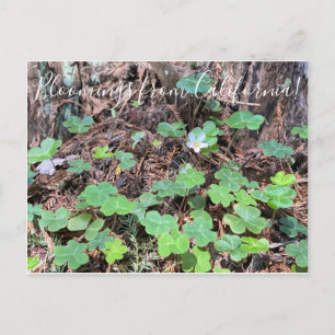 Bloomings aus Kalifornien: Redwood Sorrel Postkarte