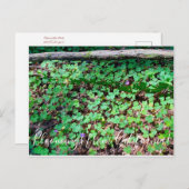 Bloomings aus Kalifornien: Redwood Sorrel Postkarte (Vorne/Hinten)