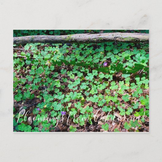 Bloomings aus Kalifornien: Redwood Sorrel Postkarte (Vorderseite)