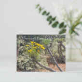 Bloomings aus Kalifornien: Riesen Coreopsis Postca Postkarte (Stehend Vorderseite)