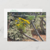 Bloomings aus Kalifornien: Riesen Coreopsis Postca Postkarte (Vorne/Hinten)